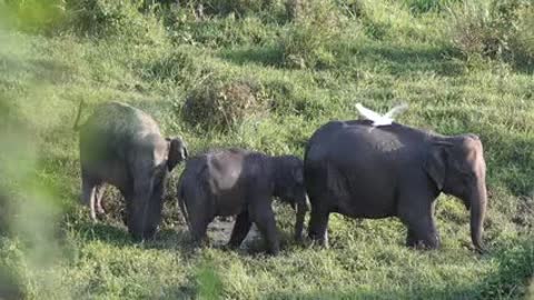 Elephants are the largest living land animals. Three living species are currently recognised: the African bush elephant, the African forest elephant, and the Asian elephant. They are the only surviving members of the family Elephantidae and the order Proboscidea; extinct relatives include mammoths and mastodons.